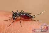 164 penduduk meninggal akibat Dengue