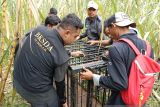 Resor KSDA Maninjau selamatkan tujuh satwa langka dilindungi