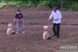 Presiden harapkan lahan baru penanaman jagung di NTT  terus bertambah