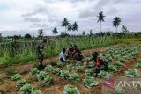 Babinsa perbatasan RI-PNG kunjungi petani sayuran di Muara Tami