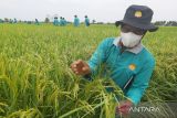 Pengembangan BTS bantu penuhi tiga aspek produksi padi