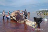 Bangkai paus sperma terdampar di Pulau Sabu, NTT