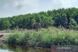 BKSDA dan multipihak kawal penyediaan koridor gajah Sumatera di Padang Sugihan OKI