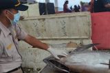 Tuna di wilayah Siau alami peningkatan secara signifikan