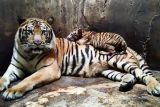 Serulingmas Zoo tutup sementara setelah karyawan tewas diserang harimau