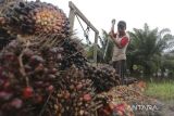 Kementan minta penerima beasiswa BPDPKS kembangkan sawit di daerah masing-masing