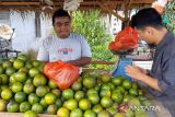 Penjual jeruk madu susu di Sambas untung saat lebaran