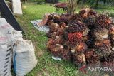 Sejumlah pabrik di Belitung mulai beli sawit petani