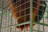 Satu invidu orangutan Sumatera dari Jabar dikirim ke BBKSDA Sumut