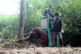 Ketika 4 orangutan selesai rehabilitasi dan kembali ke habitat asli