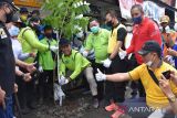 Pemkab Kapuas tanami pohon buah-buahan di sekitar pertokoan