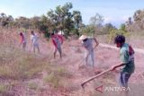 BMKG sarankan petani NTT tanam sesuai kondisi kemarau basah