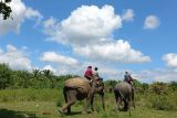 Keberadaan gajah di TWA Seblat Bengkulu jadi magnet wisatawan