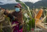 Peneliti dorong produksi tiga komoditi hadapi krisis pangan