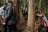 Pohon purba di hutan kapur Sumut bakal jadi destinasi wisata