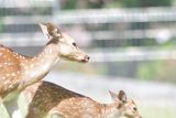 Rusa Totol asal Istana Bogor bertambah tiga ekor di Penangkaran Taman Kehati Semen Padang