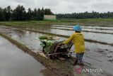 Program IP Padi 400 di Bantul terealisasi 2.700 hektare