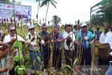 Kemenkeu: Belanja ketahanan pangan di NTT mencapai Rp693 miliar