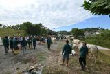 Bukit Asam salurkan 196 sapi dan 62 kambing kurban rayakan Idul Adha 1443 H