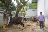 Maknai Idul Adha 1443 H, PLN UIW Sumbar berkurban 19 sapi dan enam kambing untuk masyarakat sekitar