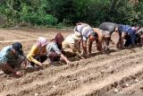 Tapanuli Selatan kembangkan tanaman kentang