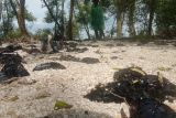 Ceceran minyak di Pantai Lampung Timur dibersihkan