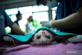 Agar kota tak dipenuhi kucing liar dan aman dari rabies