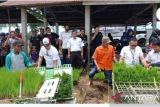 Jaga ketahanan pangan, DTPHP Pasbar tetapkan lahan sawah yang dilindungi