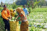 Ansor Magelang bagikan sayuran gratis ke ponpes, sikapi harga anjlok