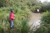 Buaya masuk ke kolam warga di Bintan