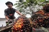 Kesejahteraan petani sawit, Wapres: Pemerintah tidak tutup mata