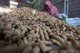 Kenaikan Harga Kacang Tanah Akibat Serangan Hama Tikus