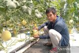 Ini cara pengembangkan tanaman melon dengan sistem hidroponik