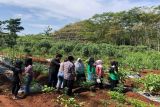 Petani Gunungkidul diminta segera memanen singkong