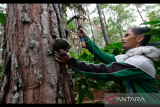 Cabut Ingub larangan jual getah pinus keluar Aceh