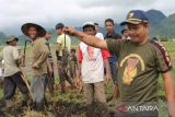 Hama Tikus mewabah di Agam, Warga lakukan aksi 