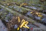 Petani Biarkan Timun Membusuk di Kebun