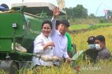 Ekstensifikasi di area Food Estate sulap lahan tidur jadi produktif