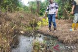 Limbah perkebunan sawit itu cemari kebun warga, pepohonan mati