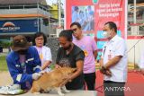 Pemerintah lakukan vaksinasi gratis hewan peliharaan cegah rabies