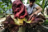 Bunga Bangkai Mekar Di Perkarangan Warga