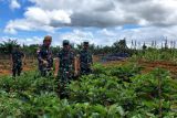 TNI gencarkan program ketahanan pangan di perbatasan Indonesia-Malaysia