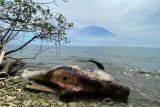 Paus ditemukan dalam kondisi mati di perairan Raja Ampat