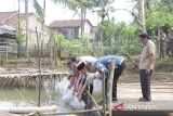 Bupati Ogan Komering Ulu tebar 11 ribu benih Ikan Patin di Desa Bunga Tanjung