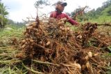 Kacang Tanah Andalan Petani Pegunungan