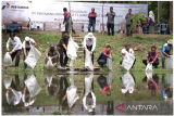 Pertamina tebar 200 ribu benih ikan endemik di kanal Candi Muaro Jambi