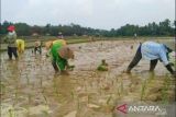 Alokasi pupuk bersubsidi untuk Kota Metro tahun 2023 naik