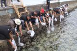 KKP tebar 3.000 ikan nemo di perairan Maluku Utara saat Sail Tidore