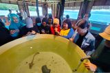 Hiu belimbing ditangkarkan di Raja Ampat berkembang baik