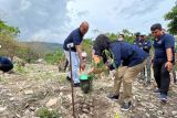 Menanam asa kemakmuran warga Pulau Timor di hutan energi